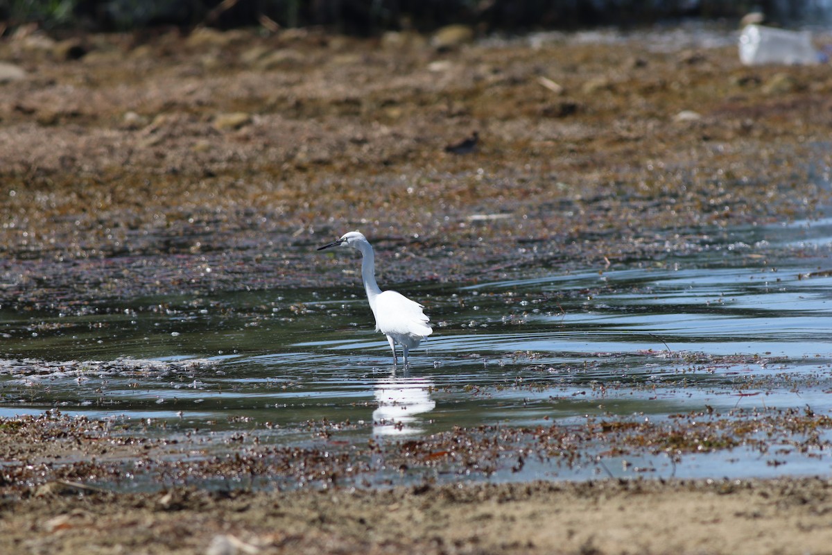 Little Egret - ML641973551
