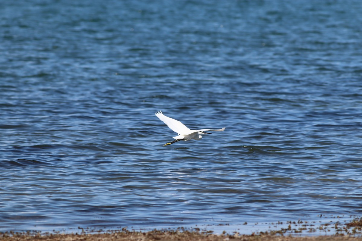 Little Egret - ML641973554