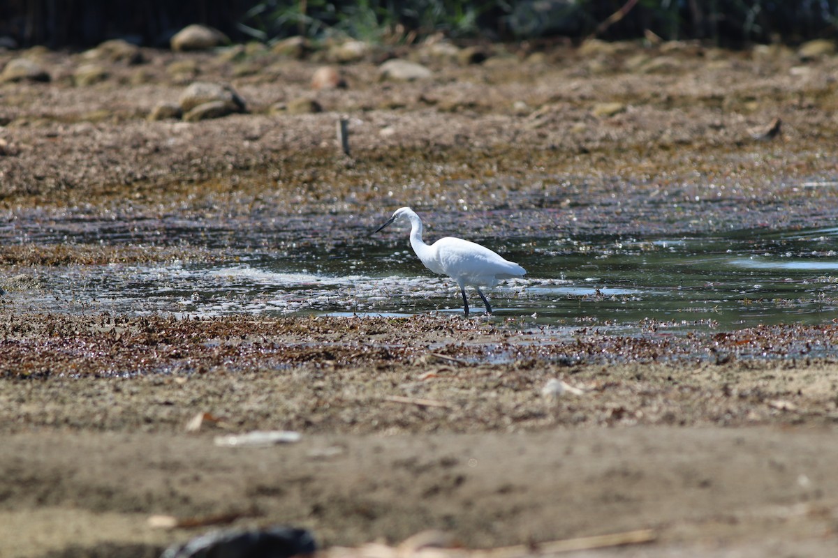 Little Egret - ML641973555