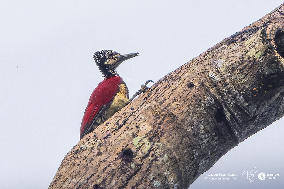 Luzon Flameback - ML641973556