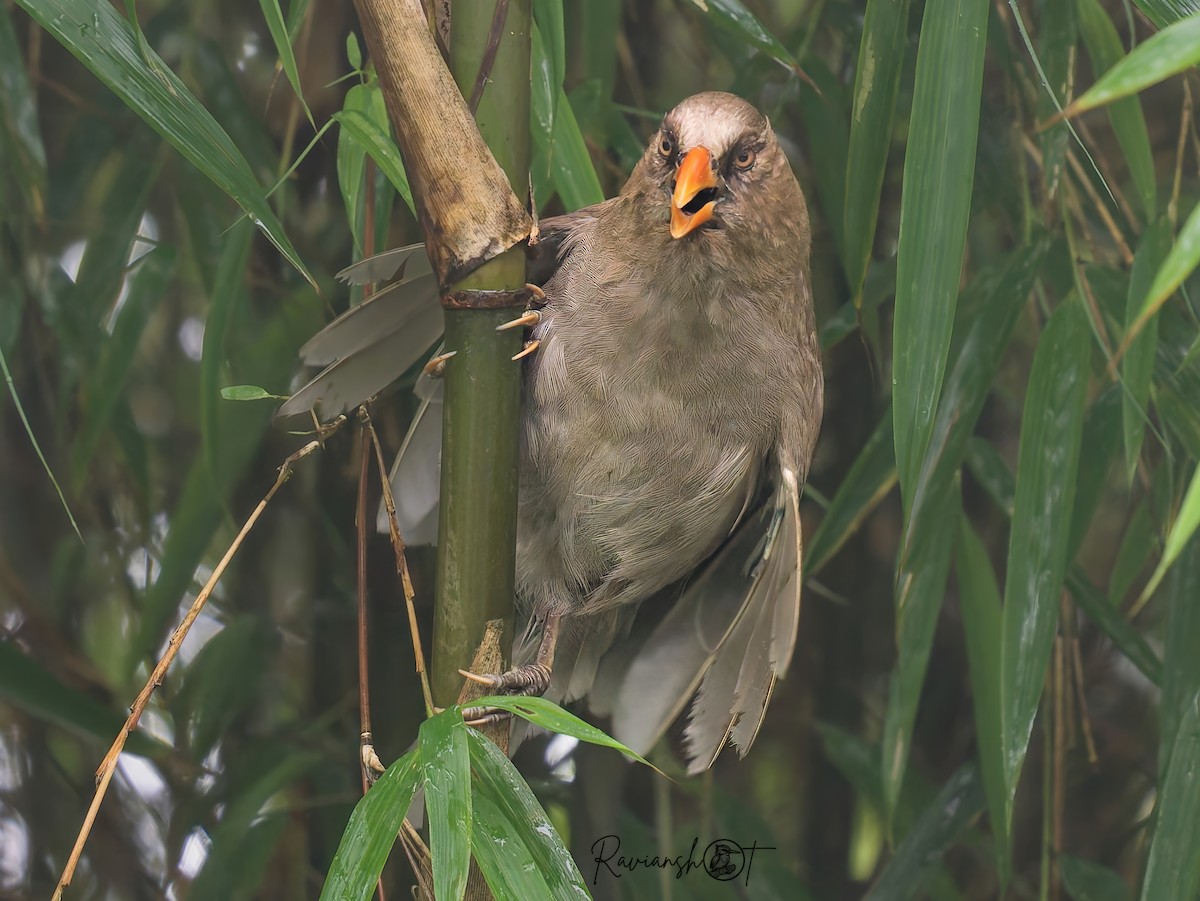 Riesenpapageimeise - ML641973560