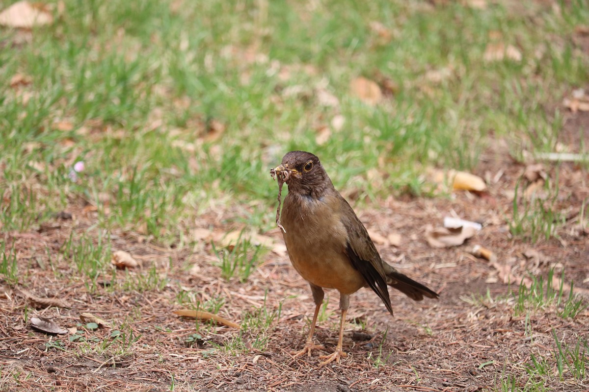 Austral Thrush - ML641973564