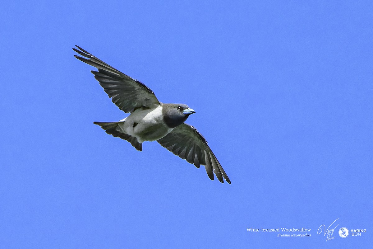 White-breasted Woodswallow - ML641973565