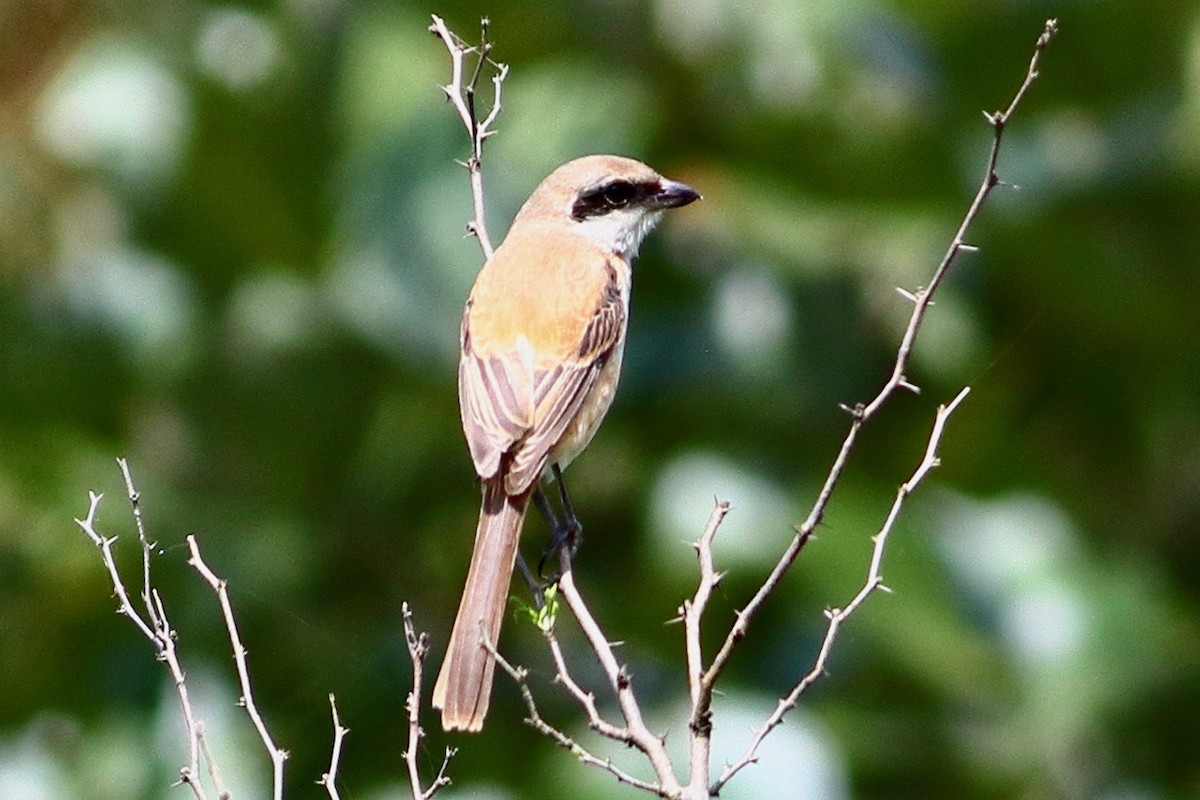 Long-tailed Shrike - ML641973567