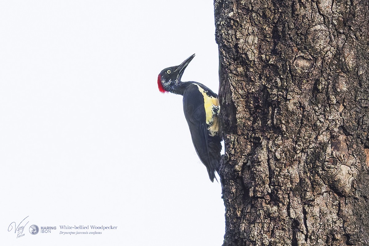 White-bellied Woodpecker - ML641973573