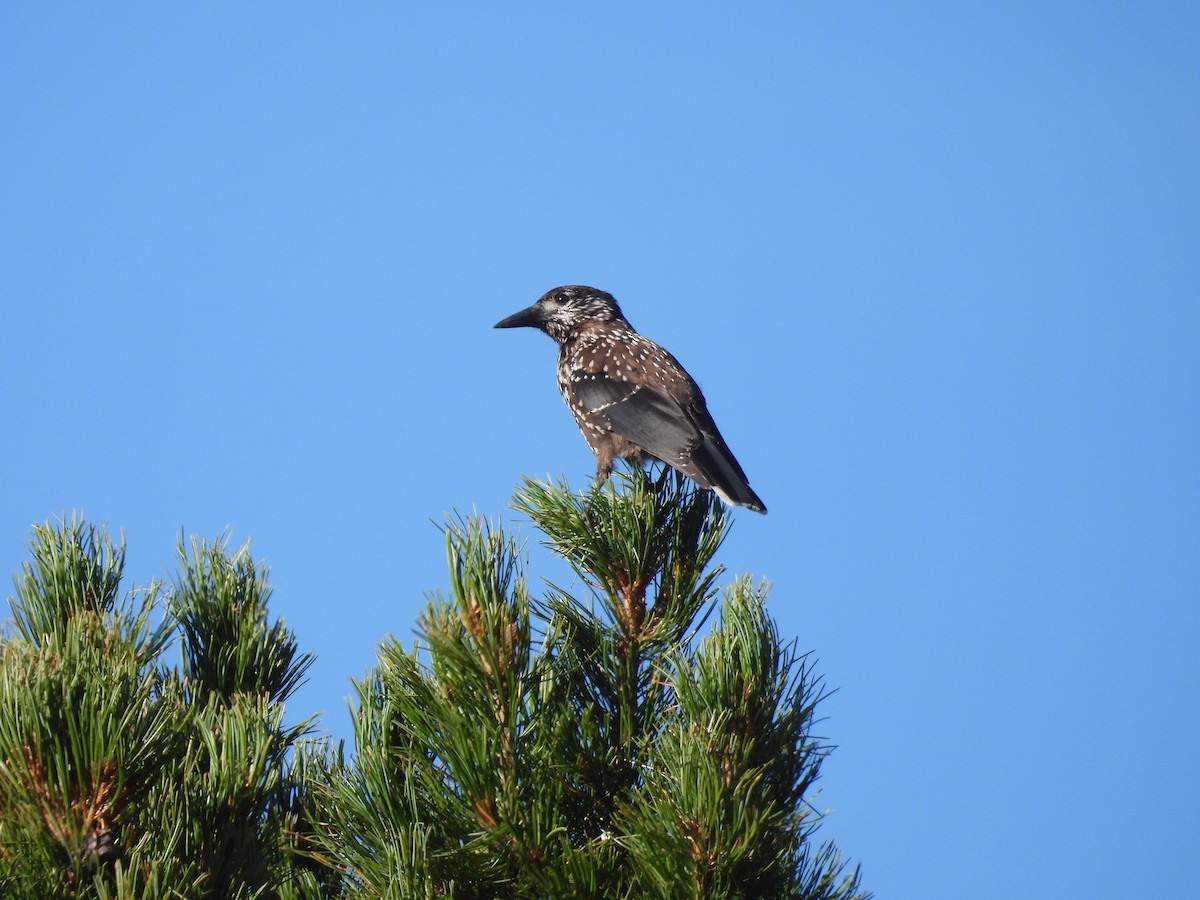 Northern Nutcracker - ML641973578