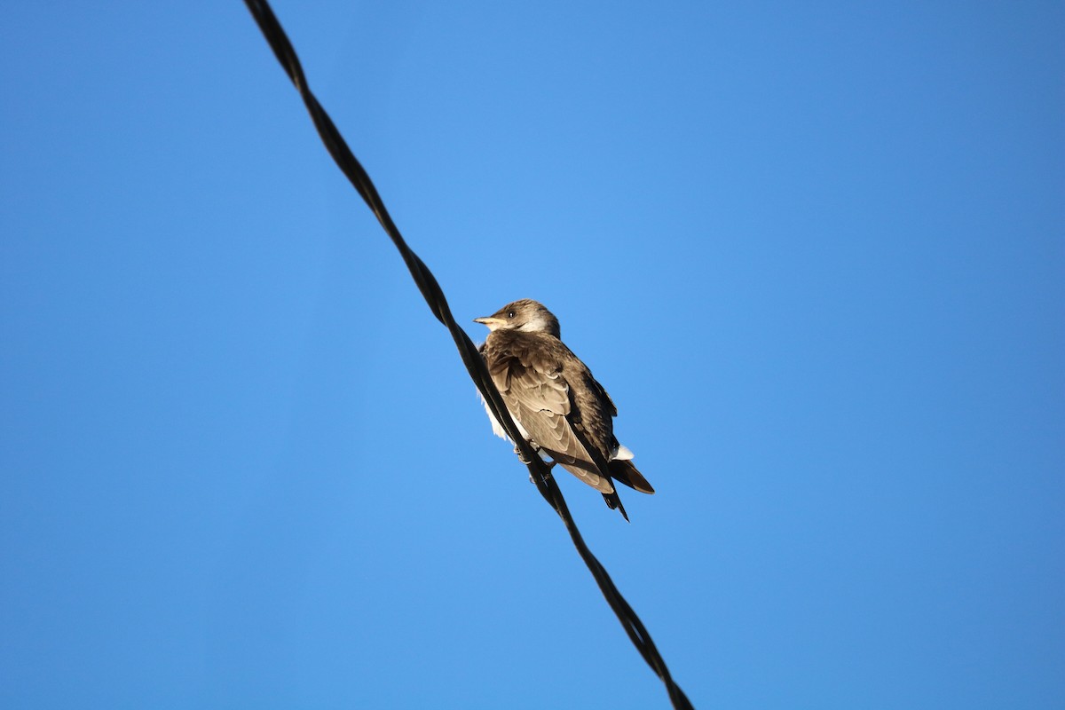 Brown-chested Martin - ML641973580