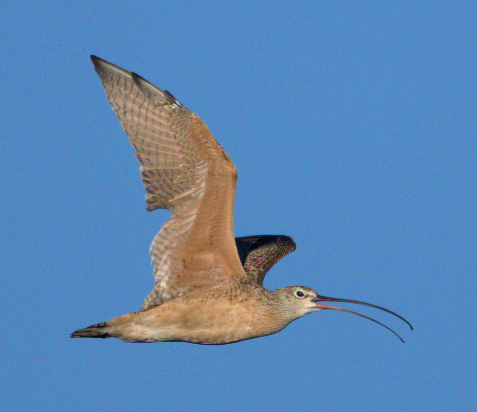 Long-billed Curlew - ML641973585