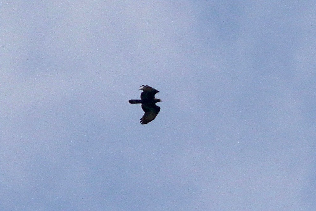 Oriental Honey-buzzard - ML641973586
