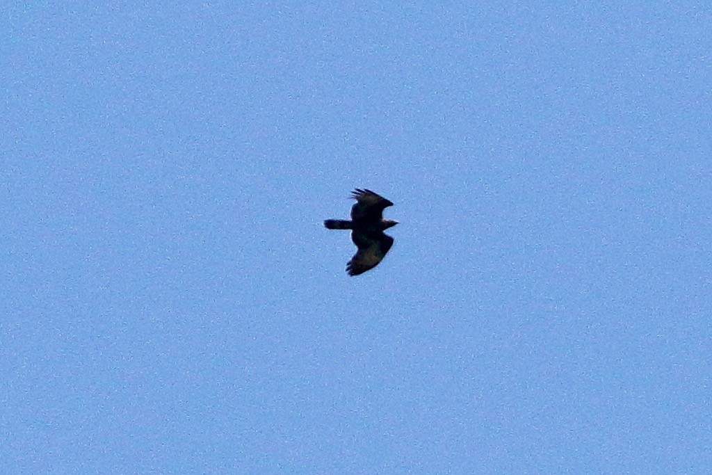 Oriental Honey-buzzard - ML641973587