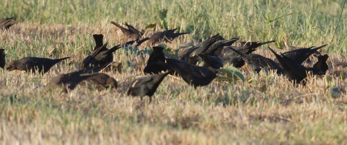 Tricolored Blackbird - ML641973604