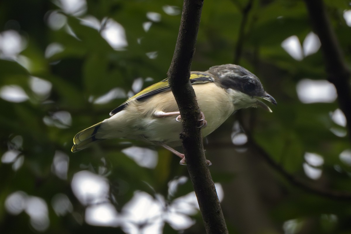 White-browed Shrike-Babbler - ML641973627
