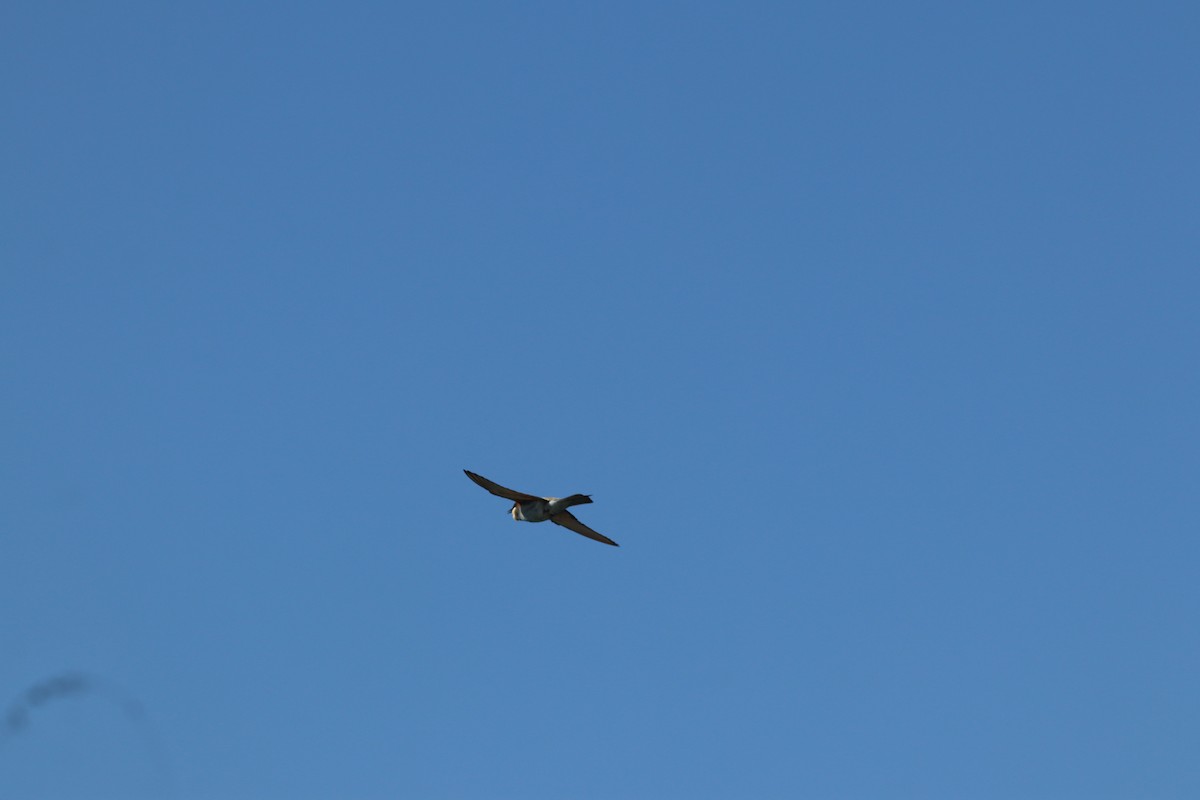European Bee-eater - ML641973644