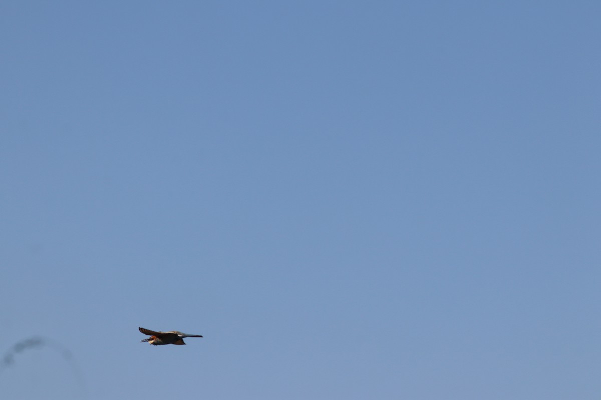 European Bee-eater - ML641973646