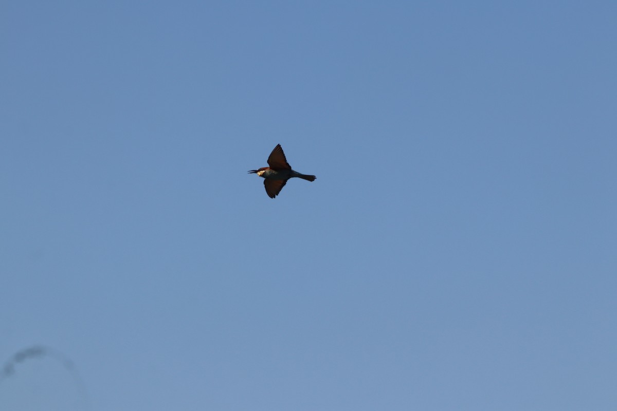 European Bee-eater - ML641973648
