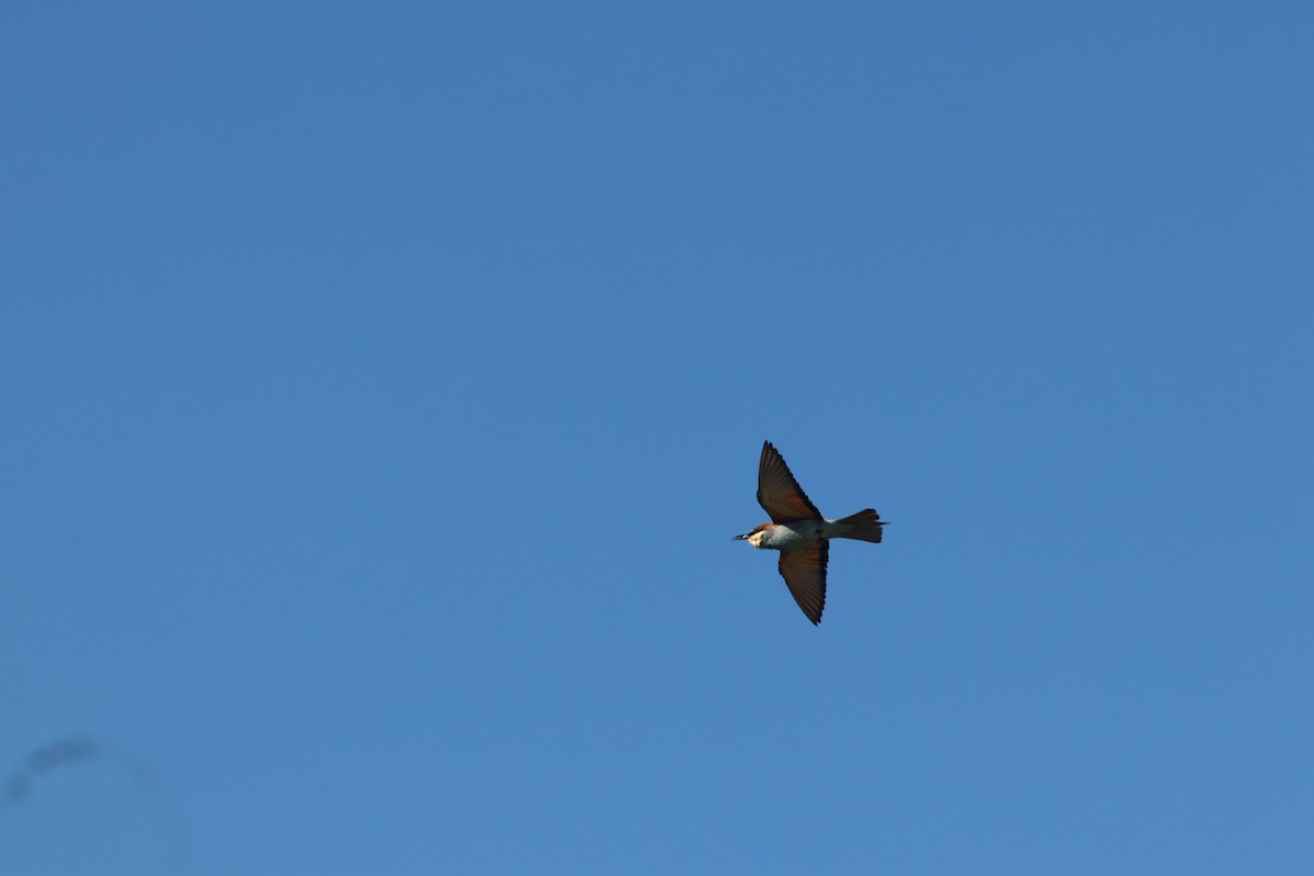 European Bee-eater - ML641973652