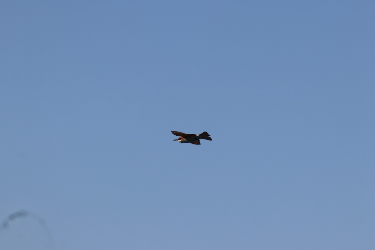 European Bee-eater - ML641973653