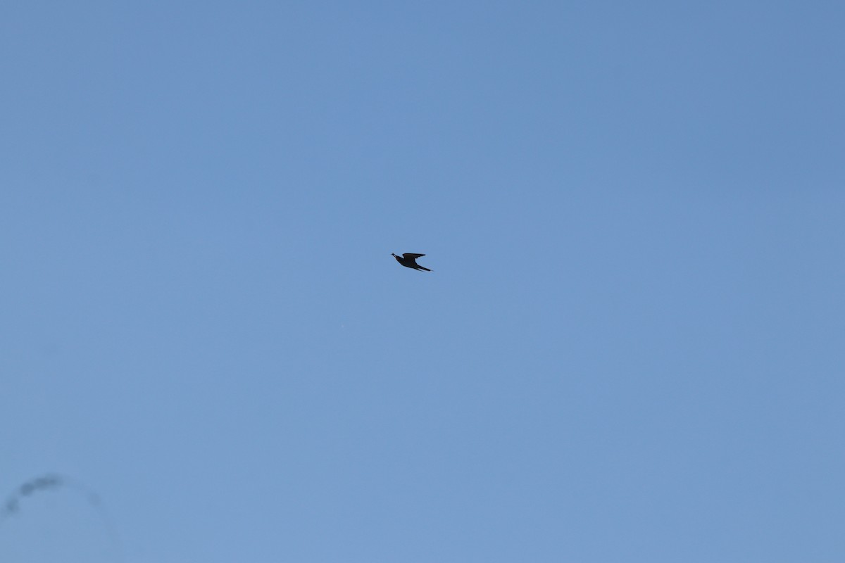 European Bee-eater - ML641973654