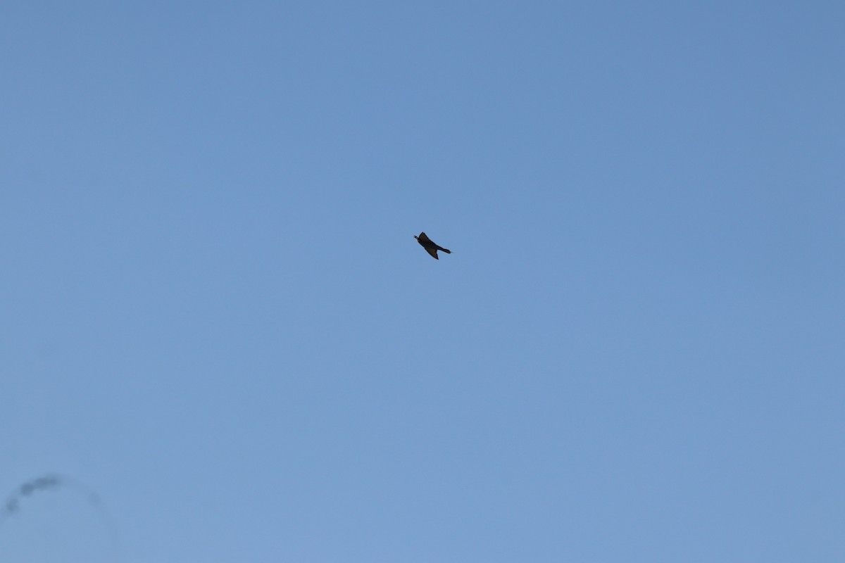 European Bee-eater - ML641973655