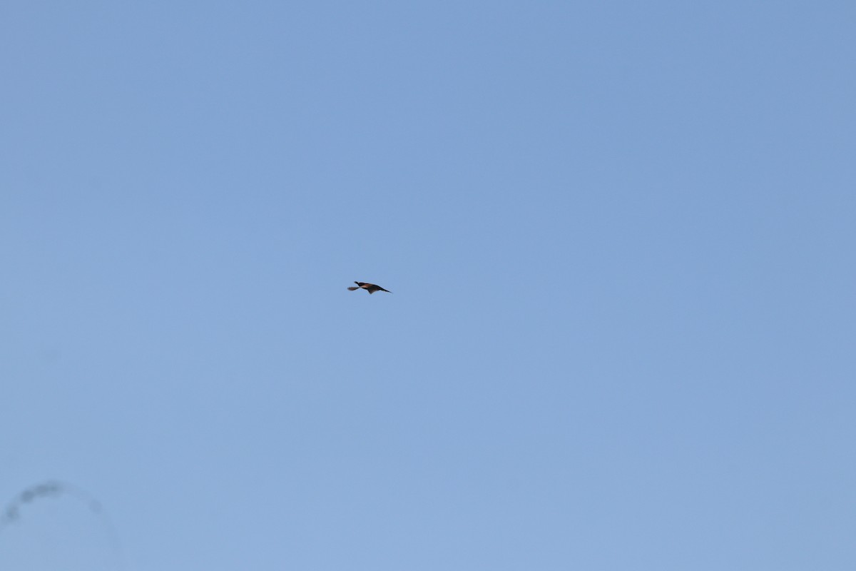 European Bee-eater - ML641973656