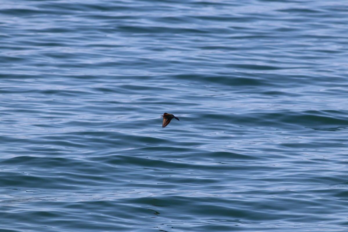 European Bee-eater - ML641973657
