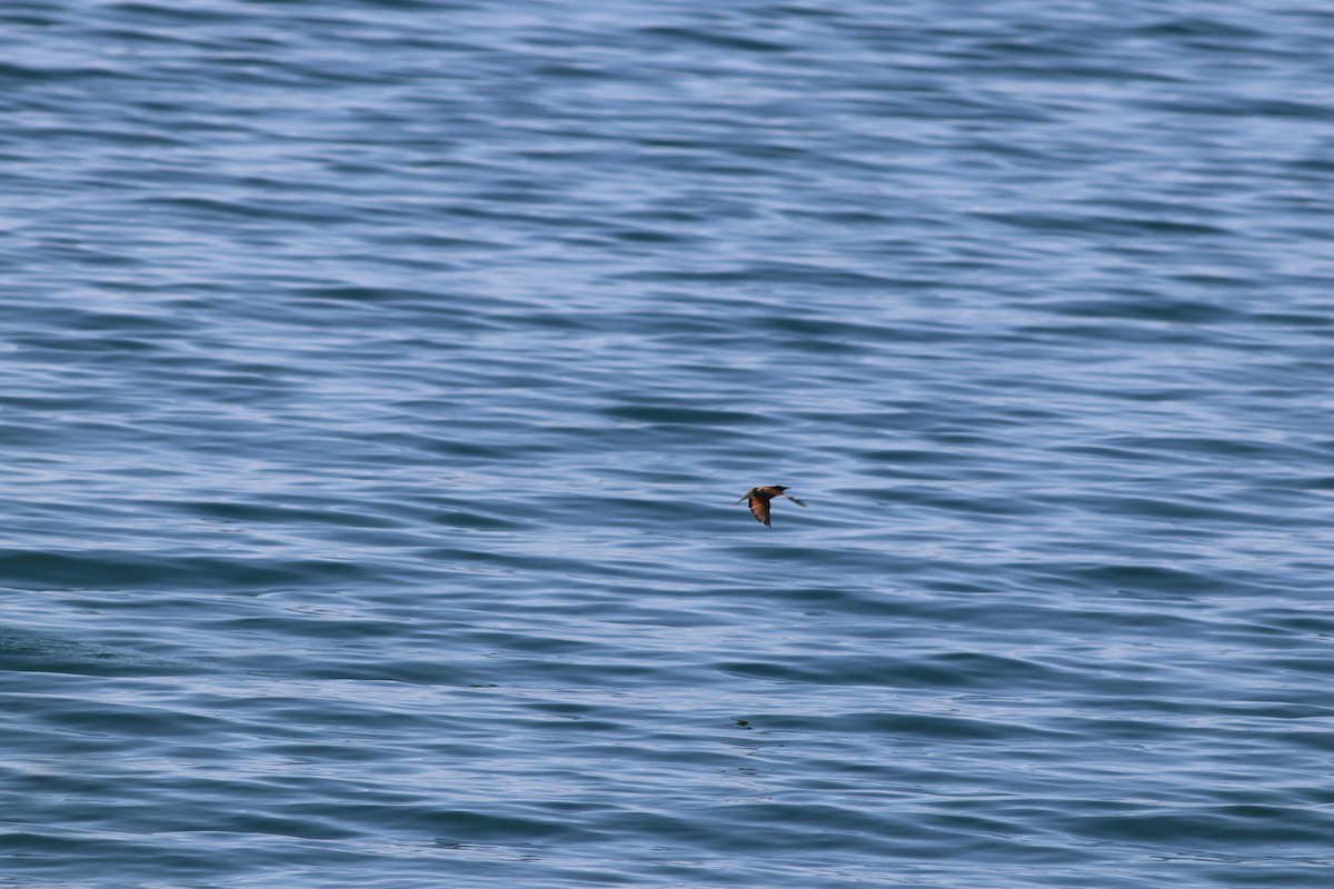 European Bee-eater - ML641973660