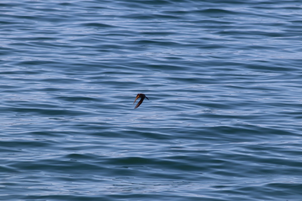 European Bee-eater - ML641973661