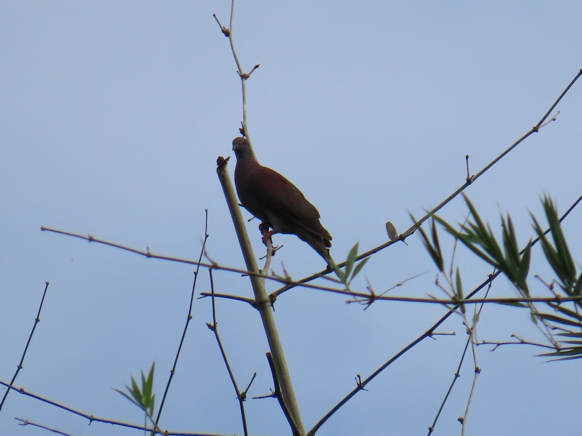 Pale-vented Pigeon - ML641973677