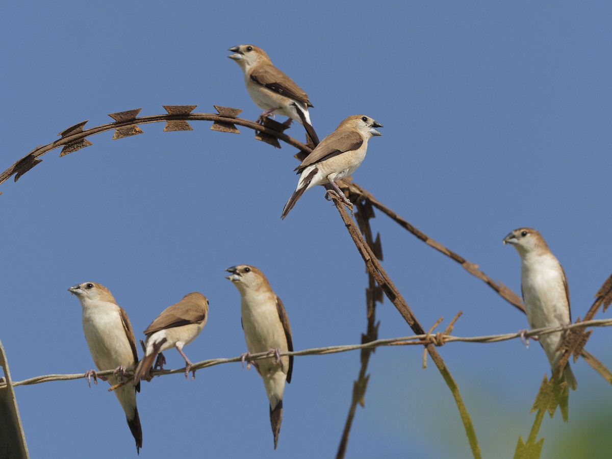 Indian Silverbill - ML641973702