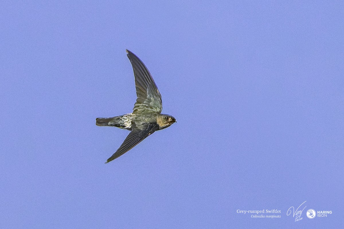Gray-rumped Swiftlet - ML641973705