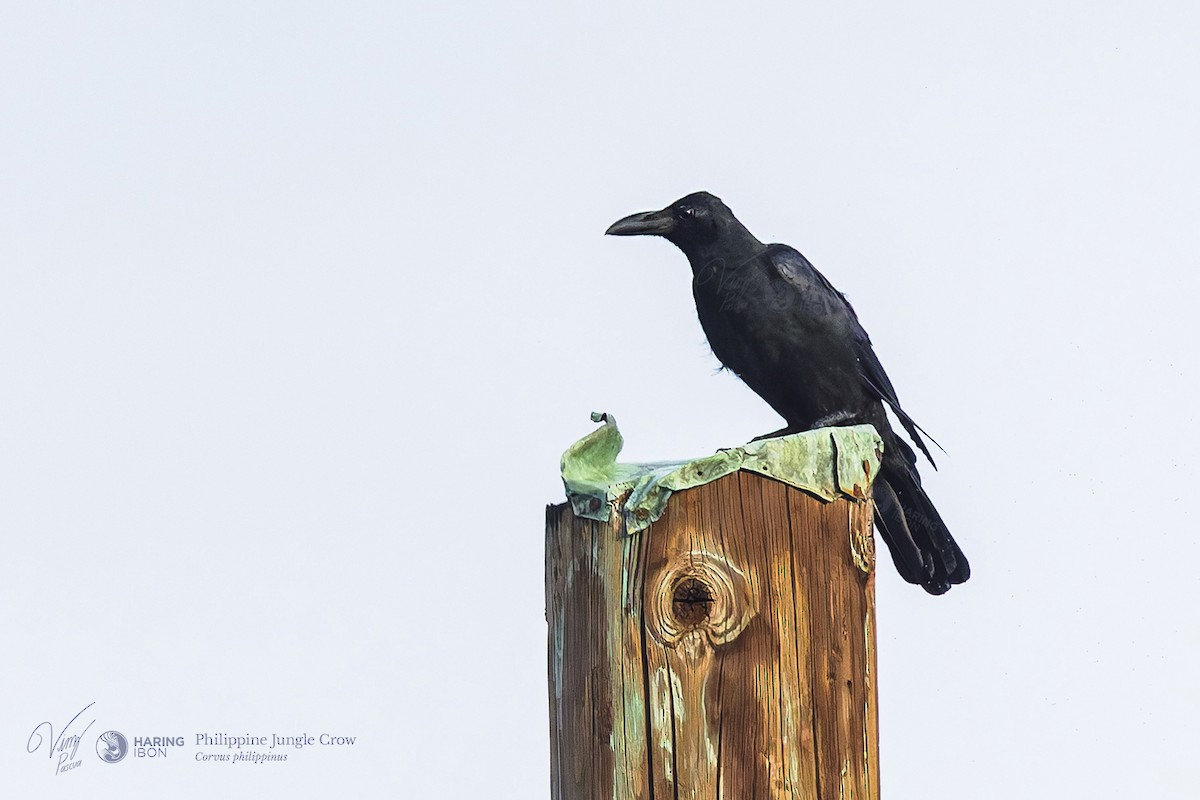 Philippine Jungle Crow - ML641973708