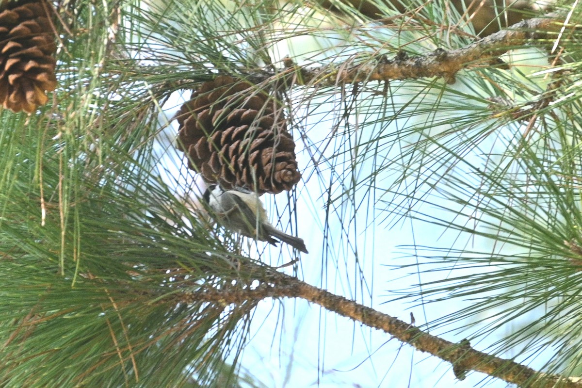 Brown-headed Nuthatch - ML641973763