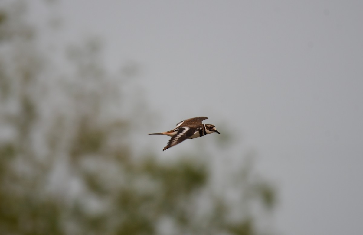 Killdeer - ML641973766