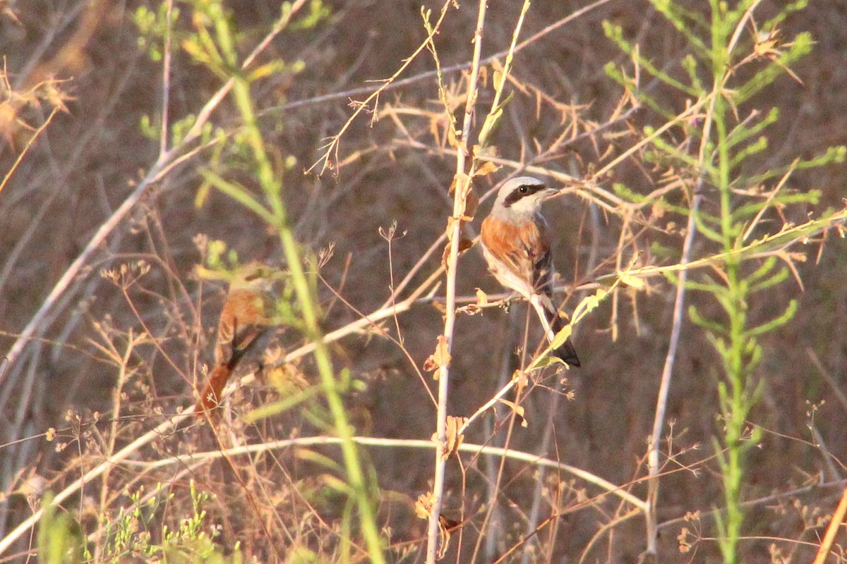 Antzandobi arrunta - ML641973773