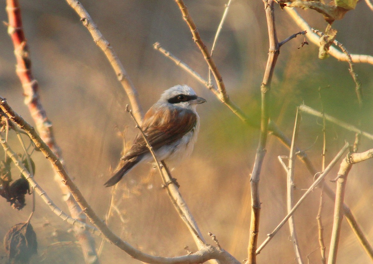 Antzandobi arrunta - ML641973774