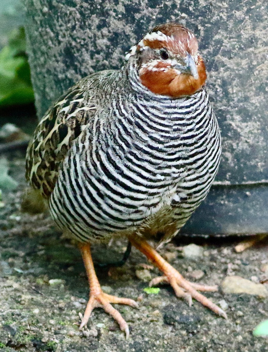 Jungle Bush-Quail - ML641973777
