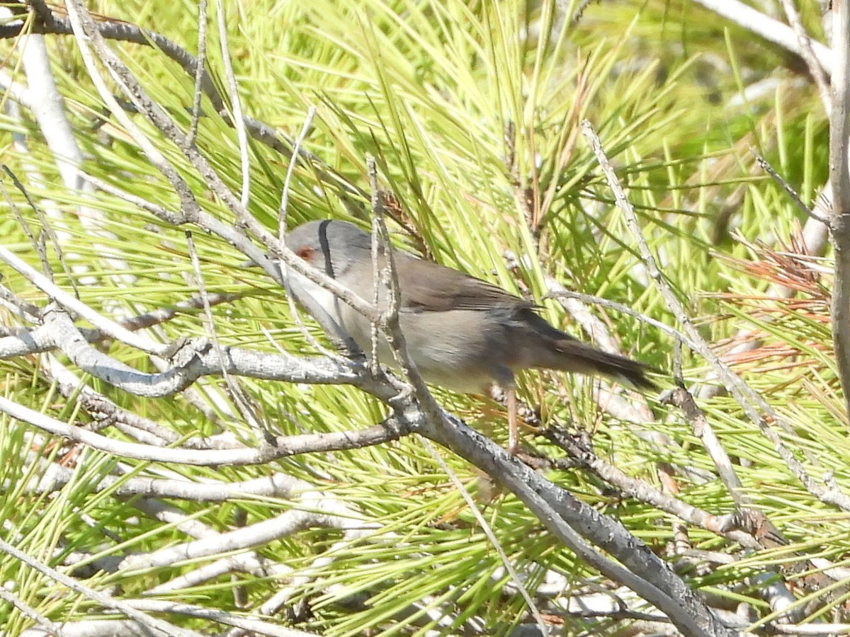 Sardinian Warbler - ML641973817