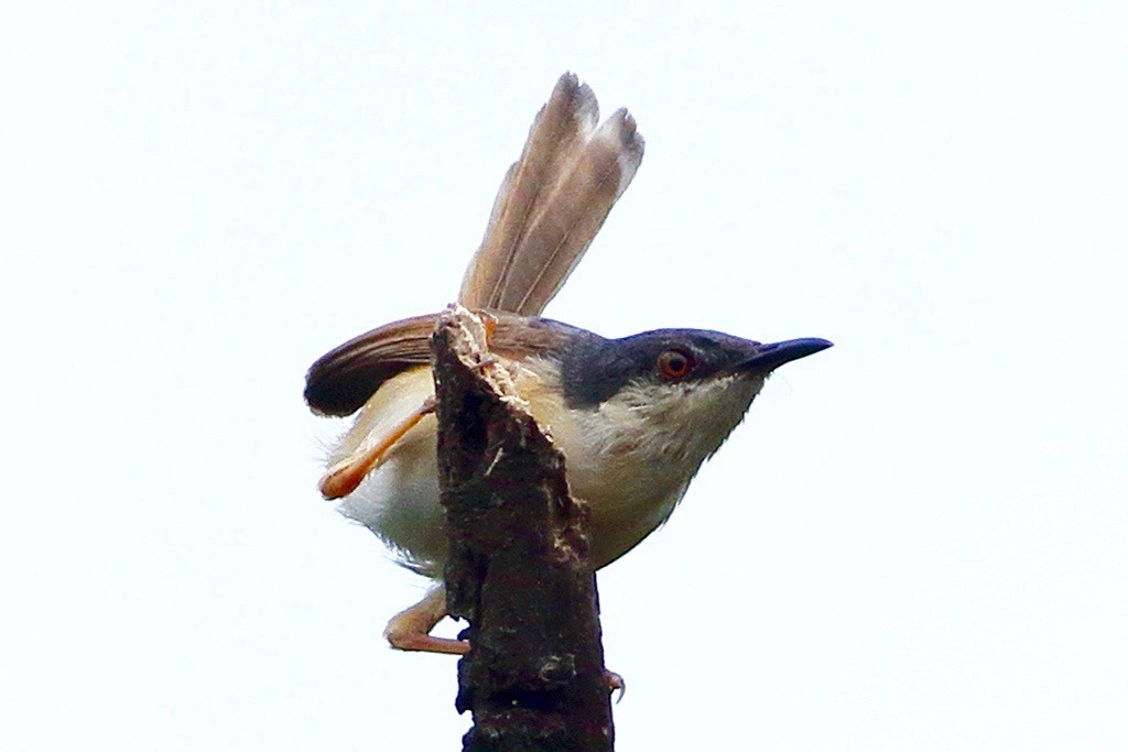 Ashy Prinia - ML641973818