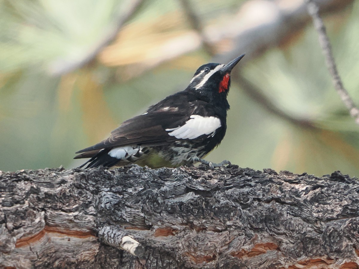 Williamson's Sapsucker - ML641973831