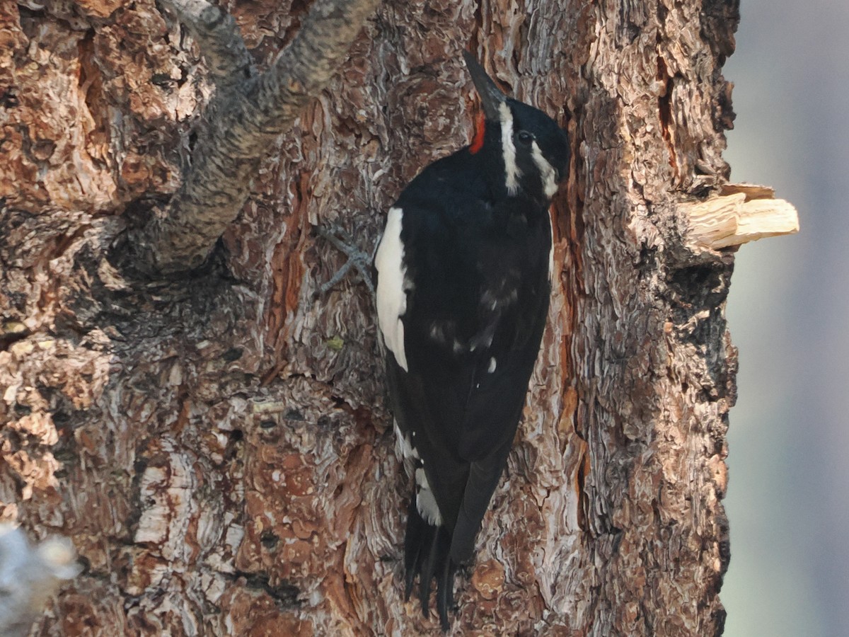 Williamson's Sapsucker - ML641973832