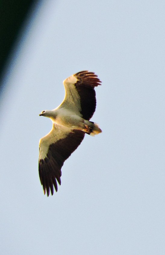 White-bellied Sea-Eagle - ML641973836