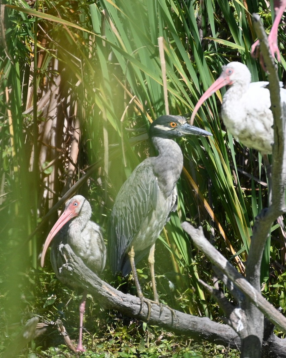 Yellow-crowned Night Heron - ML641973842