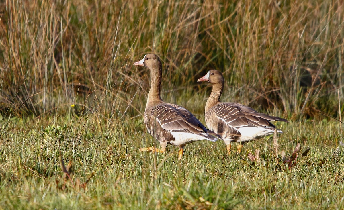 Greater White-fronted Goose - ML641973868