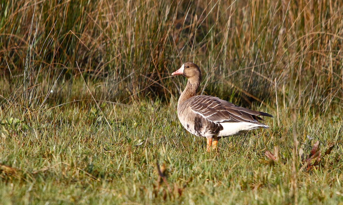 Greater White-fronted Goose - ML641973869