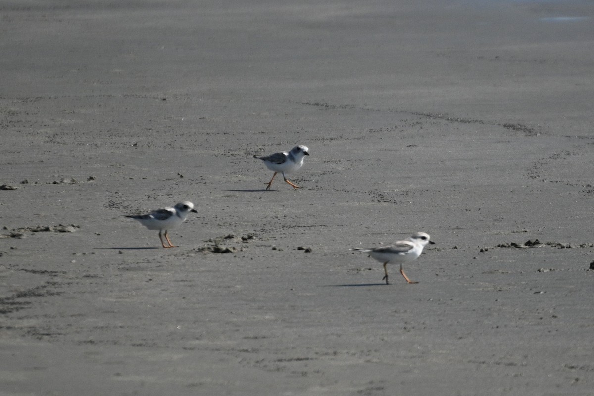 Piping Plover - ML641973886