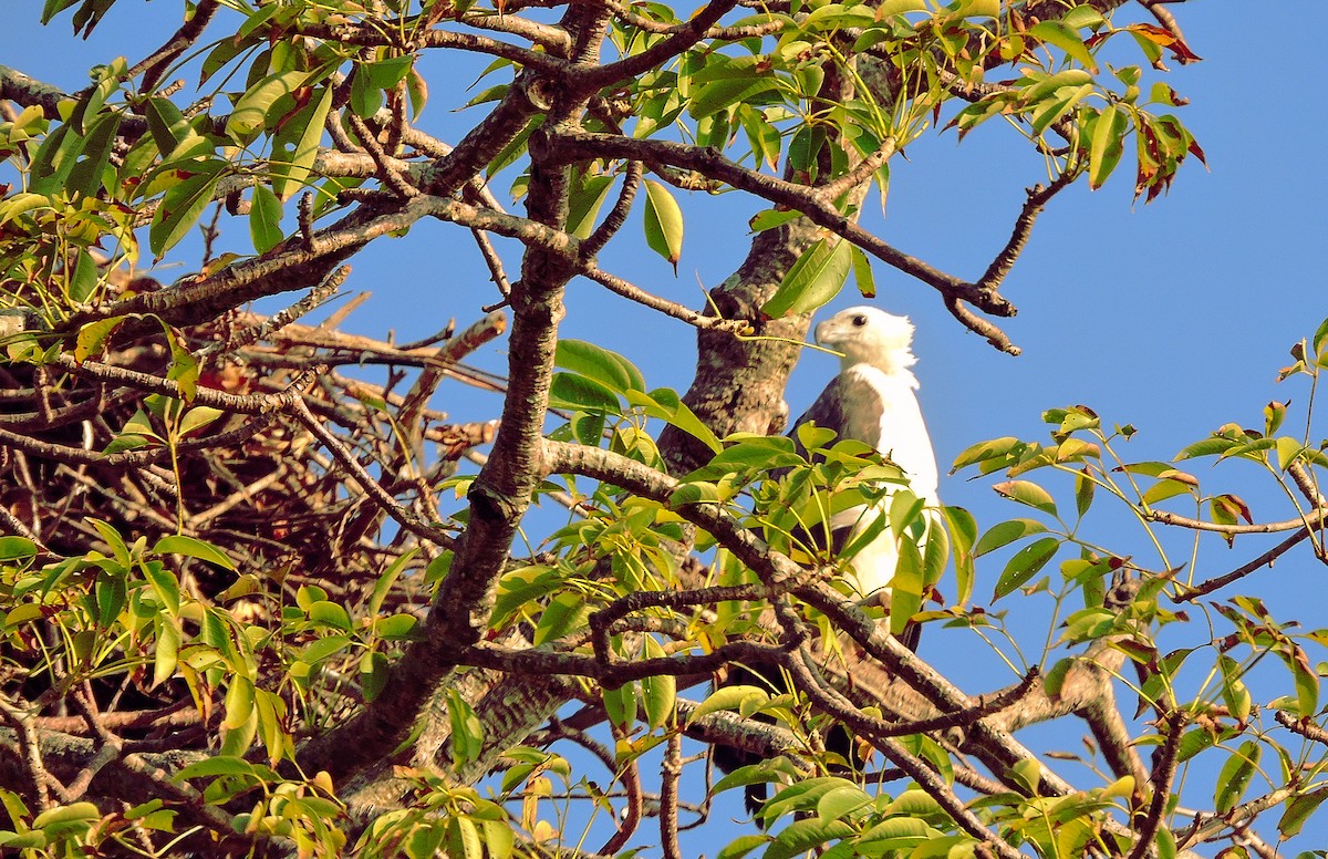 White-bellied Sea-Eagle - ML641973926