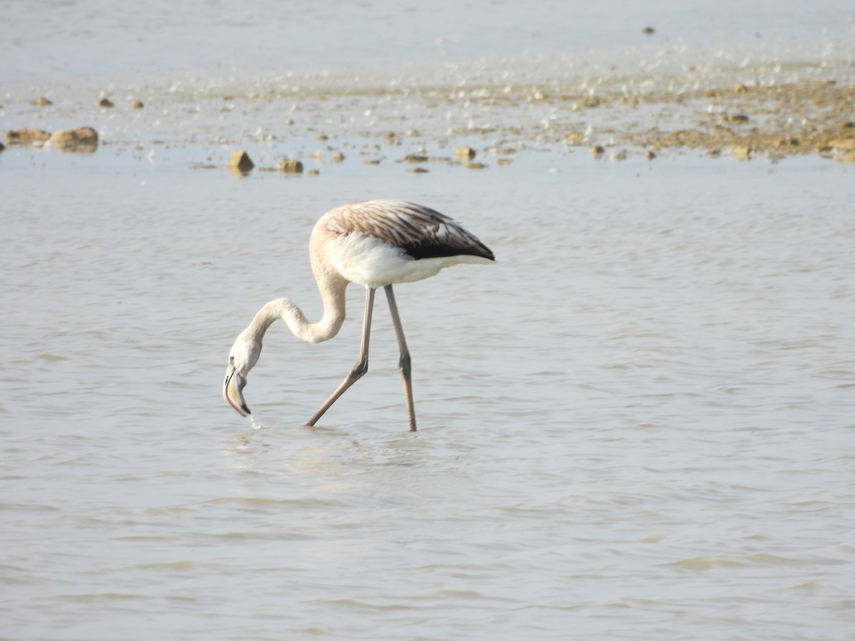 Flamant rose - ML641973941