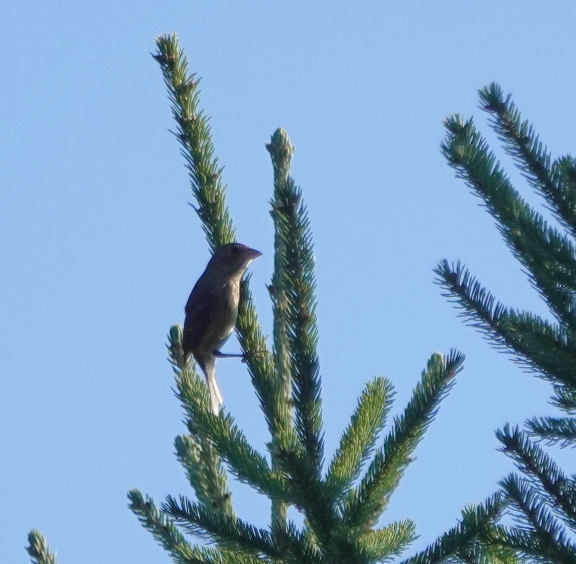 Indigo Bunting - ML641973962