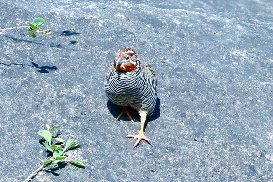 Jungle Bush-Quail - ML641973987