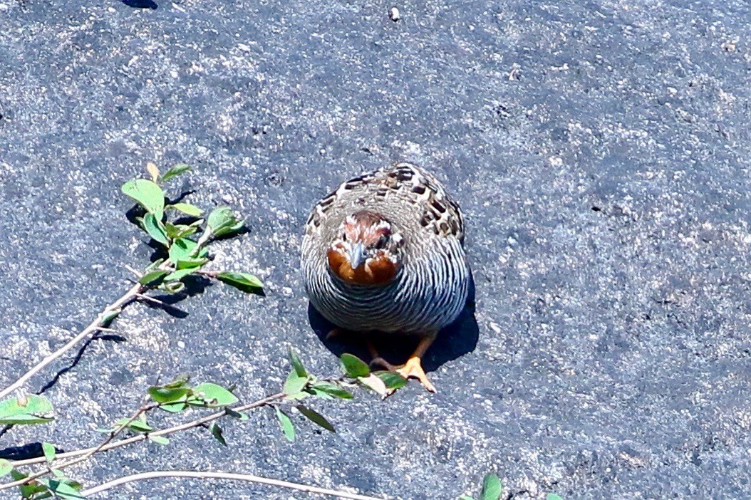 Jungle Bush-Quail - ML641973988